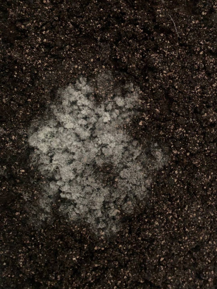 12.thumb.jpg.23269c62134ea8267e294f849eaf02a2.jpg