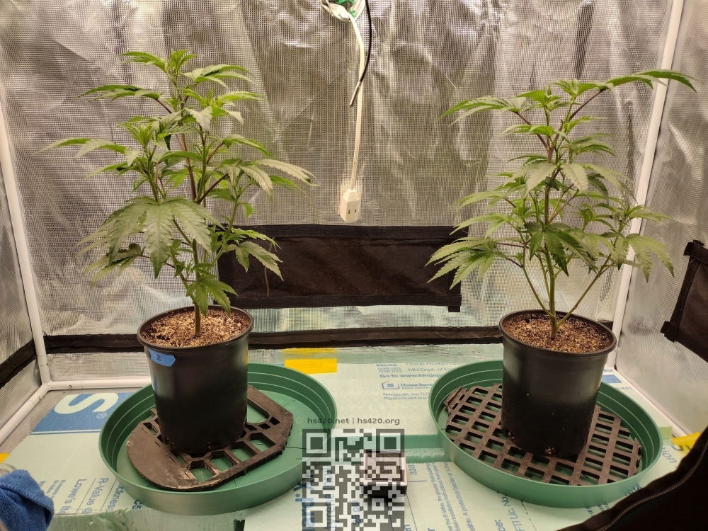 cannabis-apple-fritter-grows.jpeg