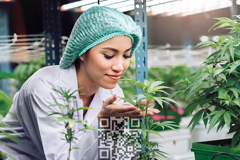 cannabis-doctor.jpg