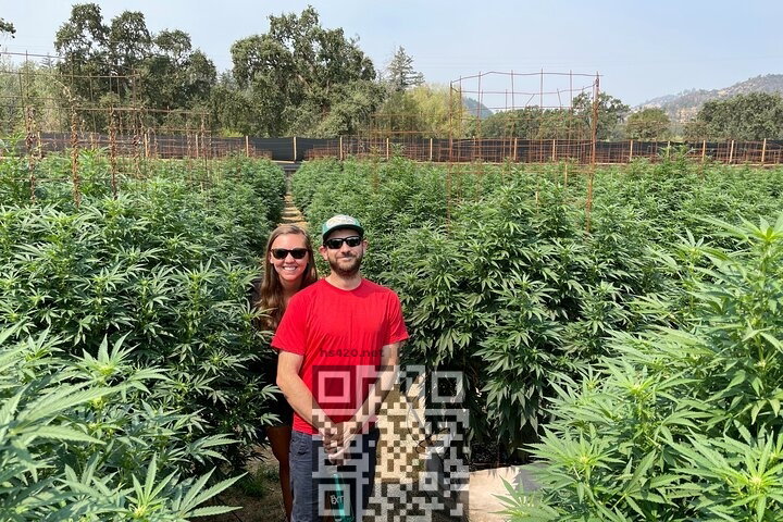 cannabis-farm-california.jpg