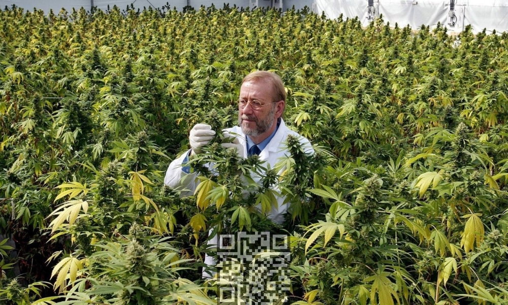 cannabis-farm-netherlands.jpg