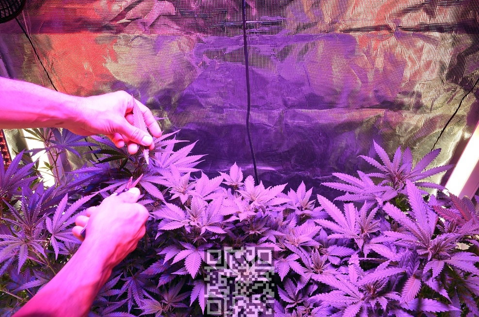 cannabis-grow-home.jpg