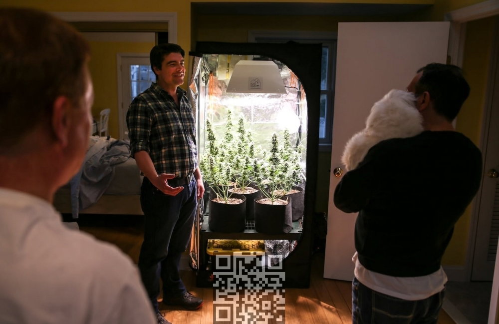 cannabis-grow-home.jpg