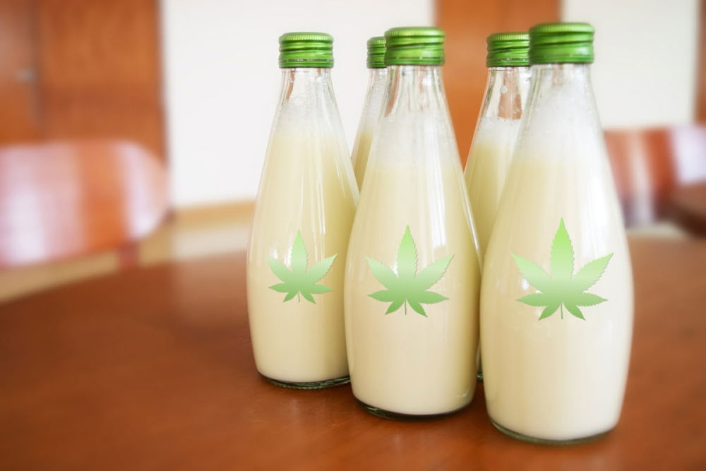 cannamilk-nuggiehub.thumb.jpeg.0d8321de09822fc8fc433a374eba20d0.jpeg