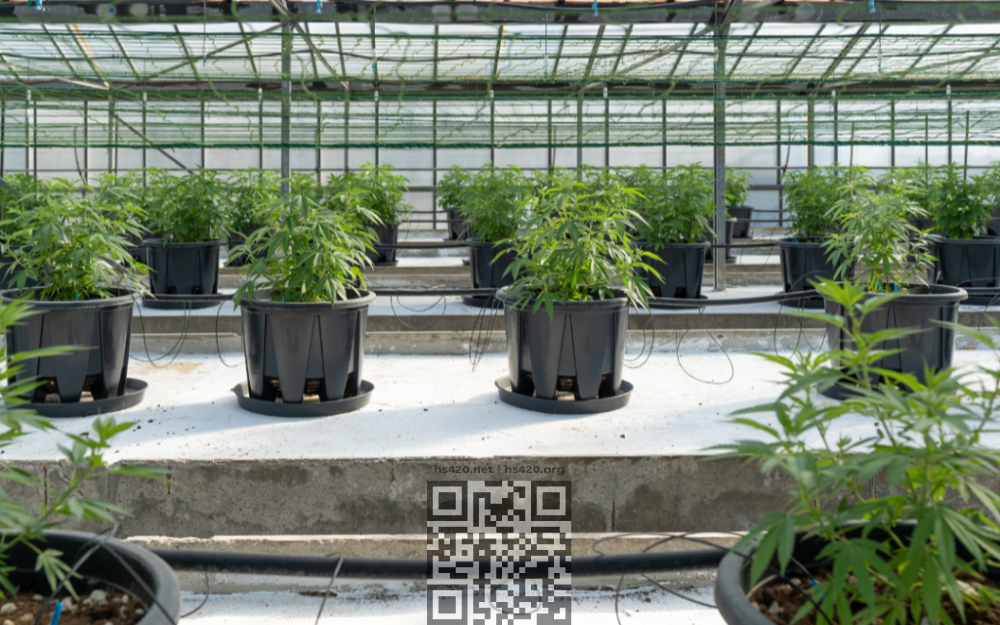 cannavigia-cannabis-farm.png