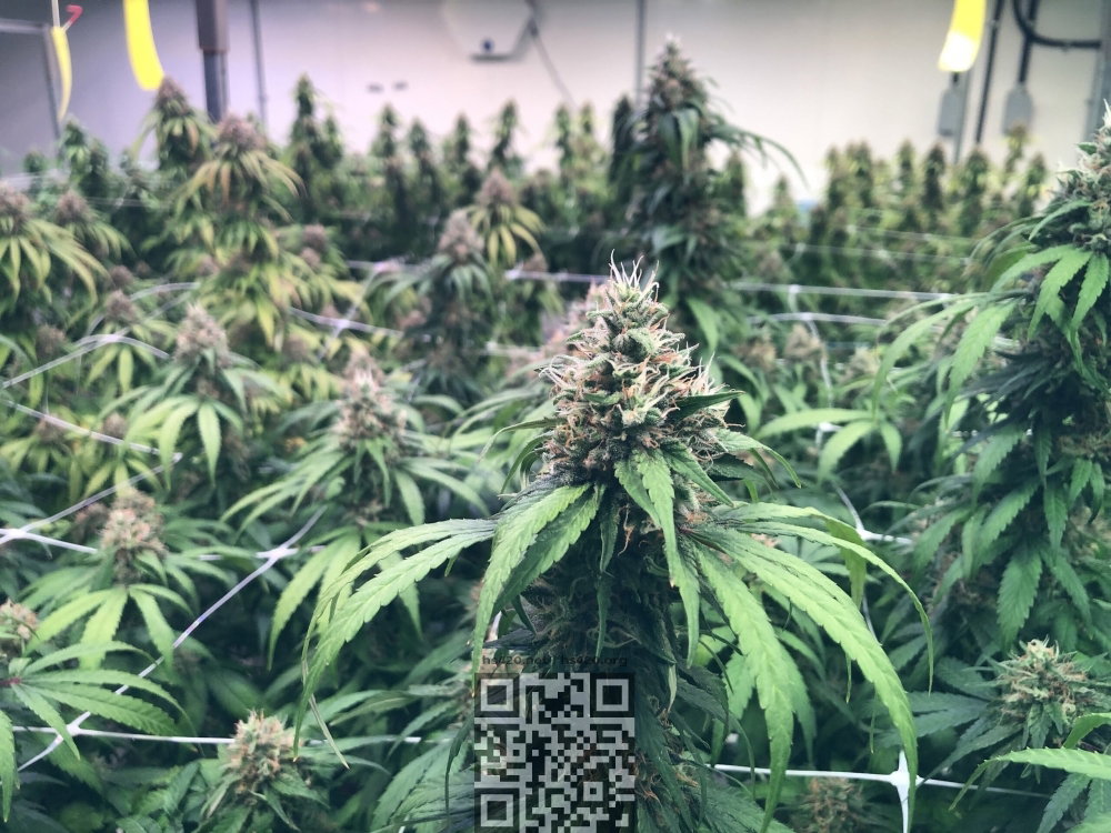 charlotte-cbd-cannabis.jpg
