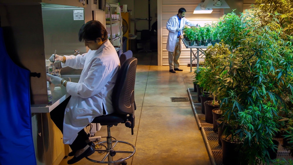 marijuana_1280p_0.thumb.jpeg.e7f43d7e7142ac67069a0372770ab288.jpeg