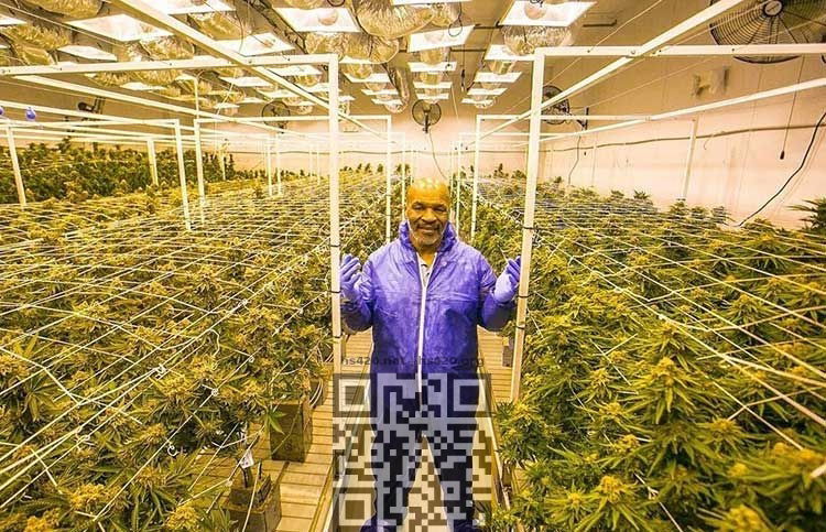 mike-tyson-cannabis-farm.jpg