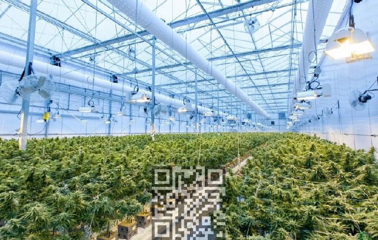 portugal-cannabis-farm.jpg