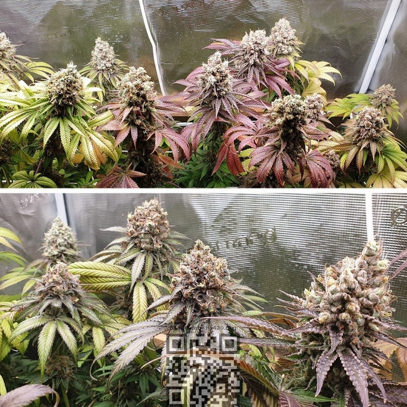 purple-punch-cannabis.jpg