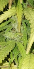 IMG_20250409_044711.jpg