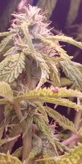 IMG_20250409_045738.jpg