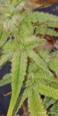 IMG_20250410_183129.jpg