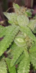 IMG_20250410_183229.jpg