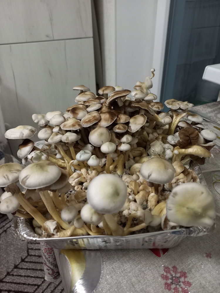 20250521_222423.thumb.jpg.a857637c9057bb6abacc138c2626bb83.jpg
