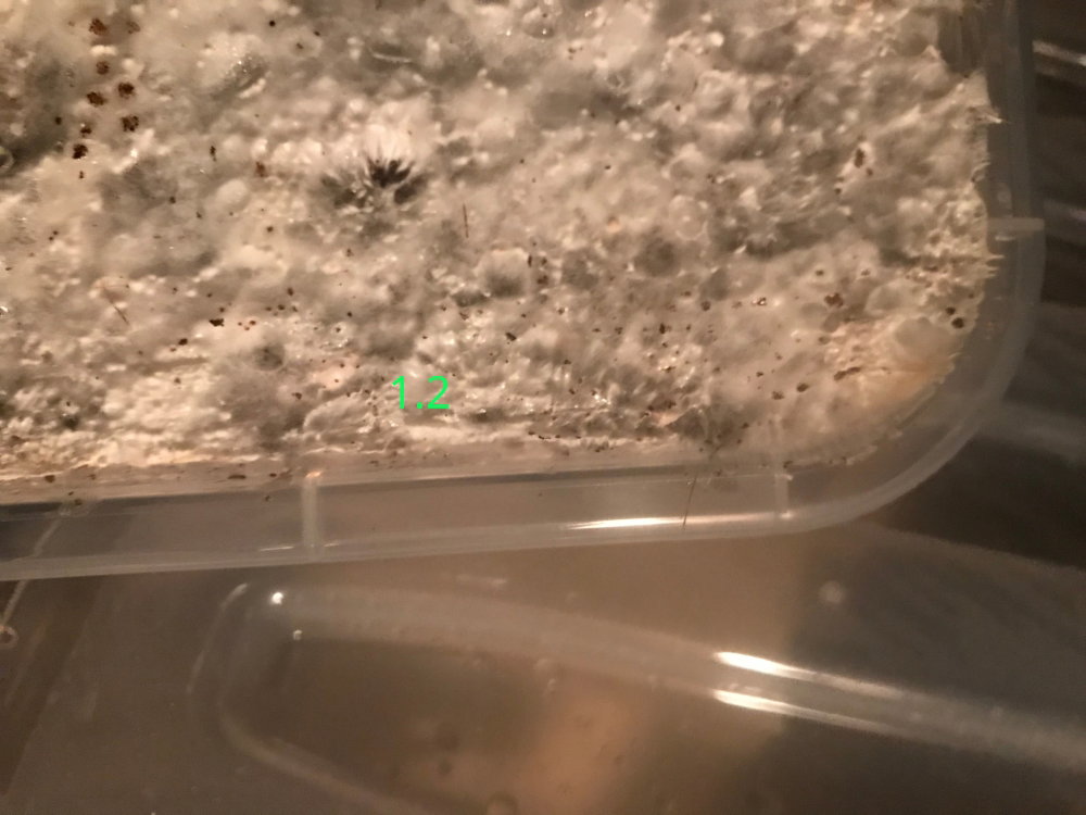 203.thumb.JPG.0607d204ea555bbf88c6508c6b1e2d5d.JPG