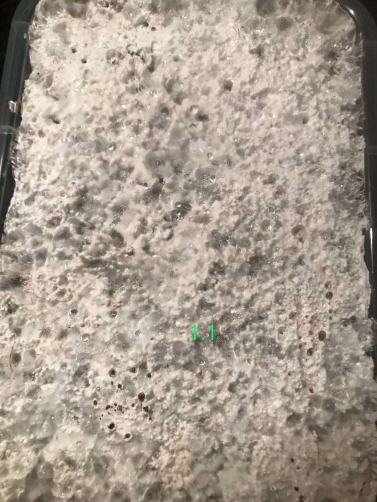 301.thumb.JPG.b1c4936490e82056364e0d431112045c.JPG