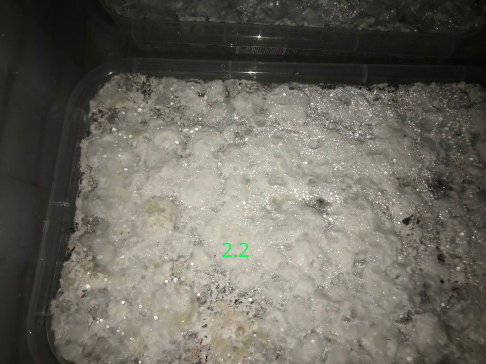 405.thumb.JPG.d4462bc71038bb987198a251a47d0ca4.JPG