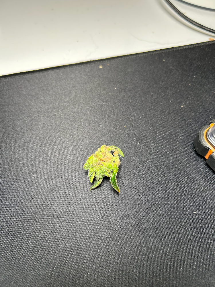 IMG_0158.thumb.png.94b1ba7ed1b62900c7dac0a3472aa6fe.png