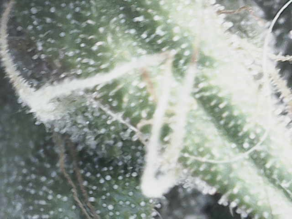 Image_2025-05-0719_52_27_140.thumb.png.1a0ef3499b42e4b680f87c696d19e786.png