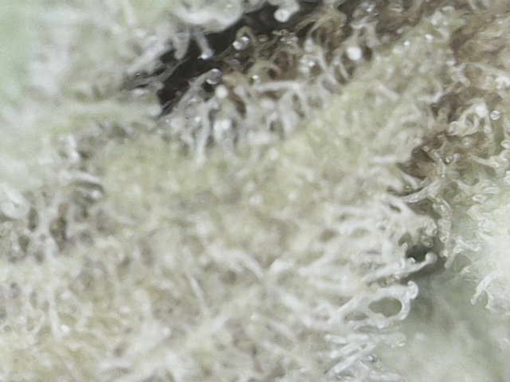 Image_2025-05-1420_28_06_153.thumb.png.9fbce3ec8157ac05373d370b63eec026.png