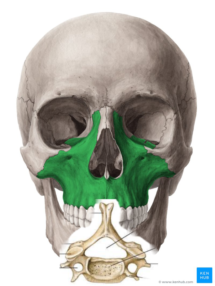 Maxilla.thumb.png.cf7dace1d7d427323110aeaadff54f63.png