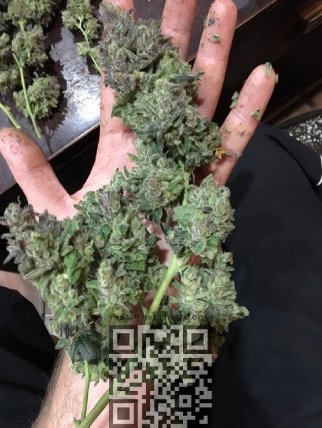 alien-og-main-cola.jpg