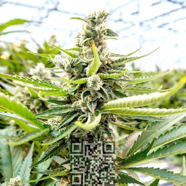 blue-dream-cannabis.jpg