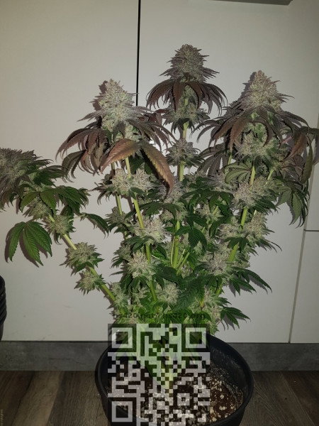 blue-gelato-growing.jpg