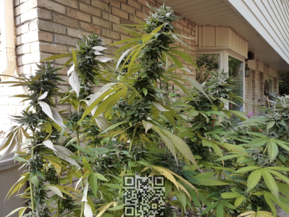 bubba-kush-cannabis-grow.png