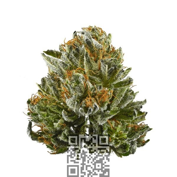 bubba-kush-marijuana.jpg