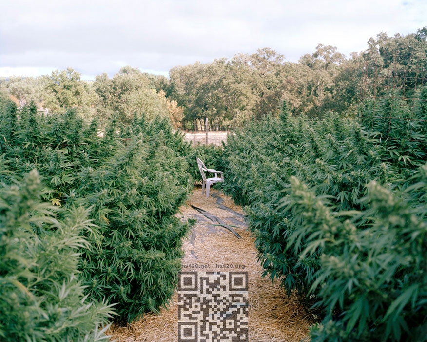 california-cannabis-farm.jpg