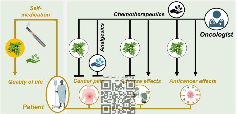 cannabis-cancer-treatment-scheme.jpg