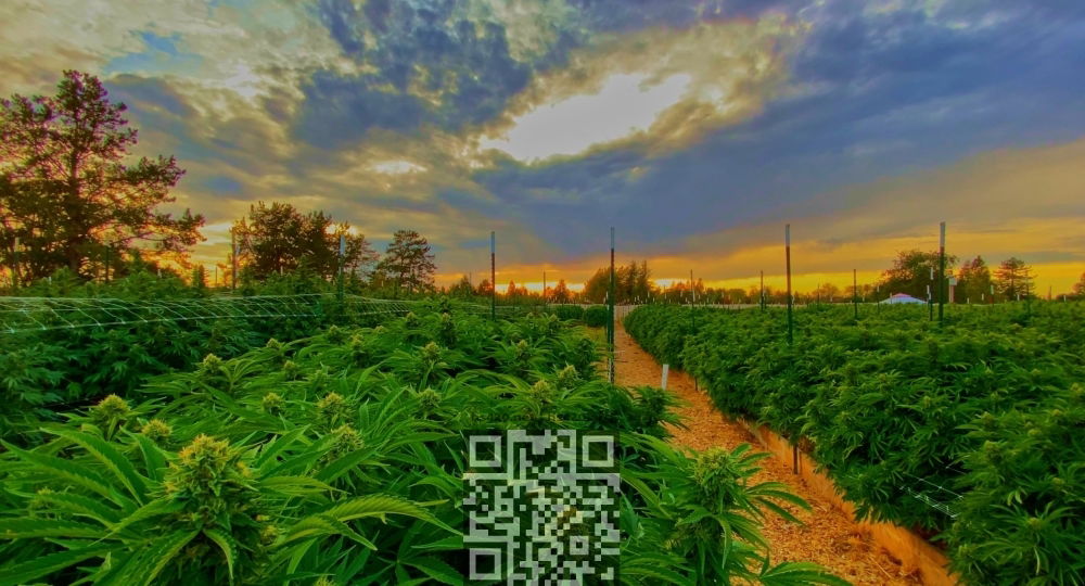 cannabis-farm-california.jpg