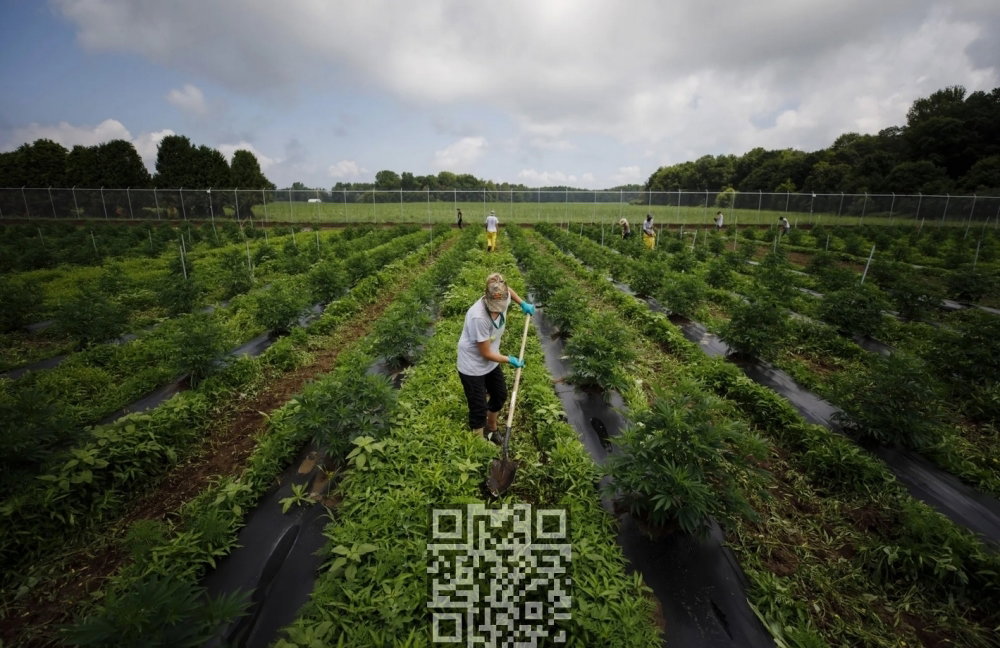 cannabis-farm-canada.jpg