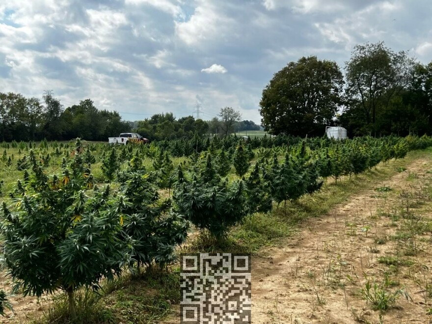 cannabis-farm-ohio.jpg