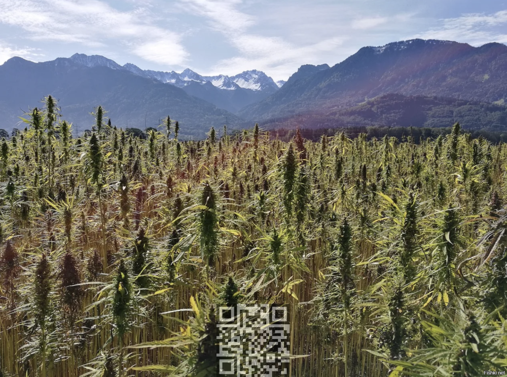 cannabis-grow-chuiskaya-dolina.png
