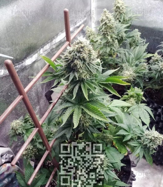 cannabis-purple-wreck.jpg