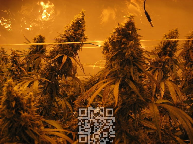 cannatonic-growing.jpg