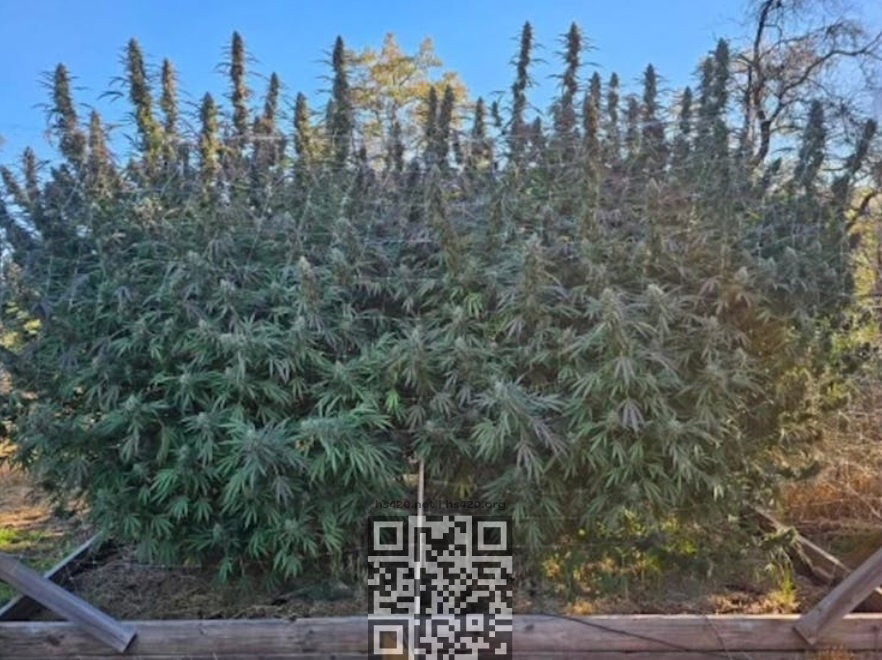 governmint-oasis-cannabis-growing.jpg