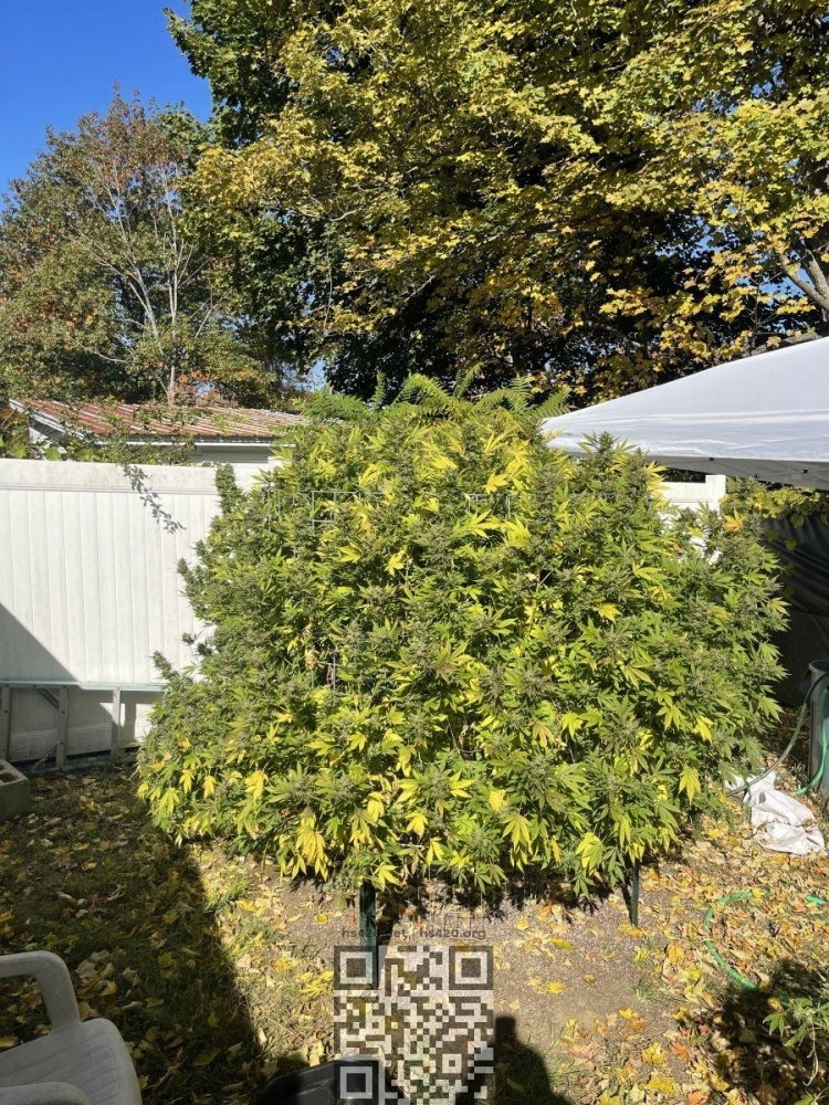 green-gelato-growing.jpg