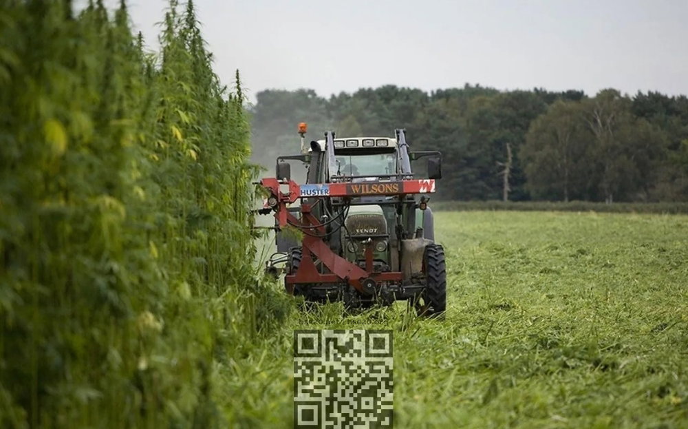 hemp-field-ukraine.jpg