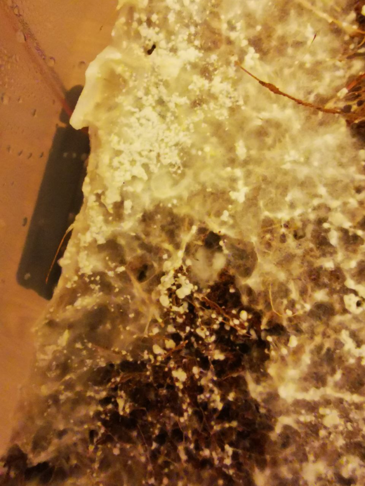 image.thumb.png.9a690727e9ecde2396fabaabe235c376.png