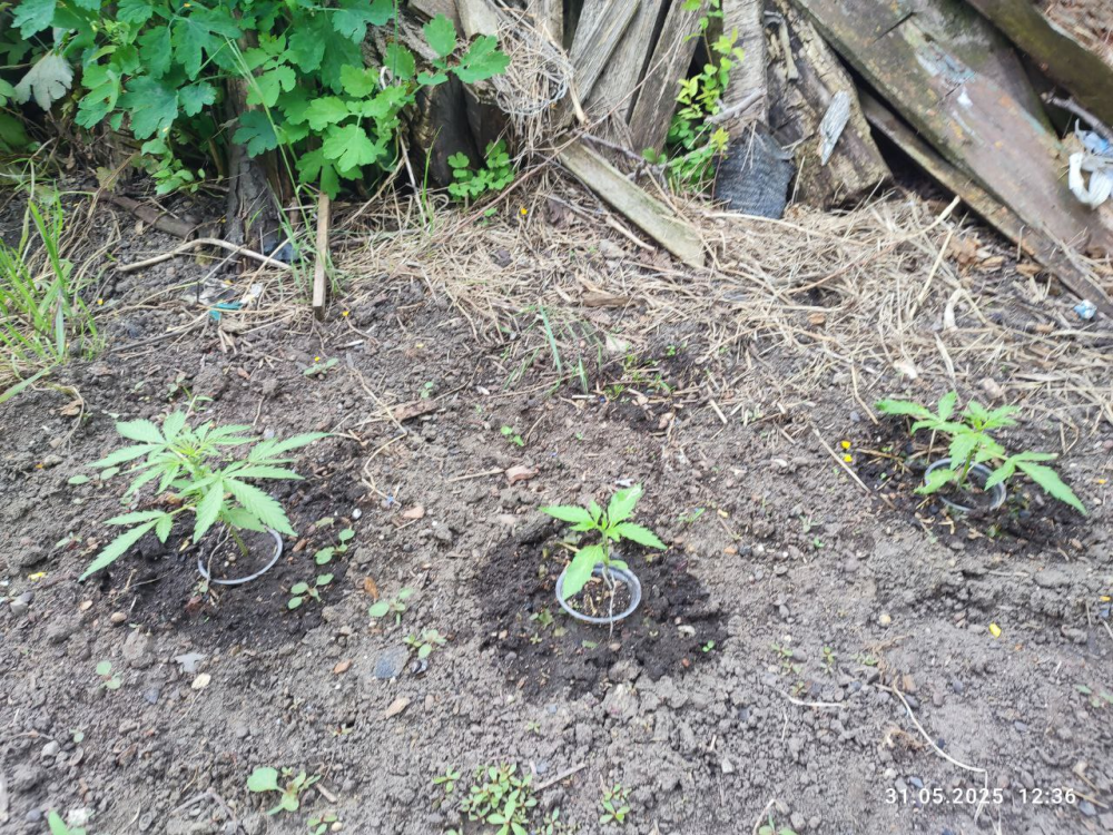image.thumb.png.ca011821e292e5d27010b17467325e38.png