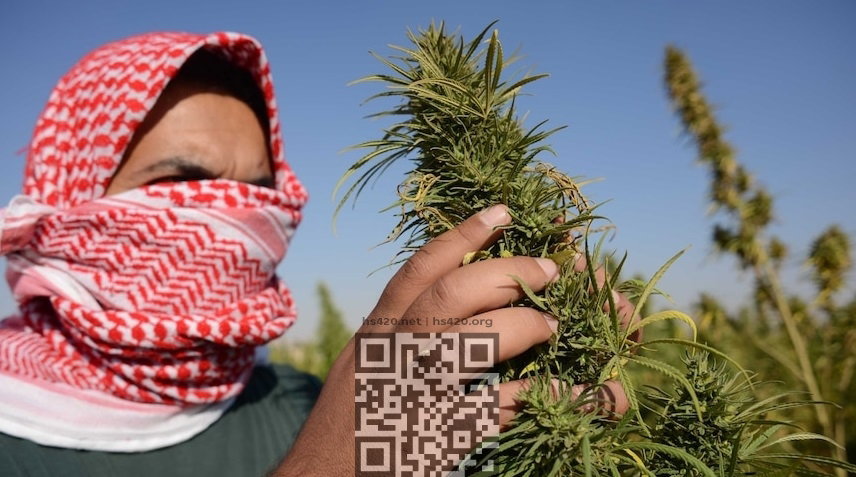 lebanon-cannabis-grow.jpg