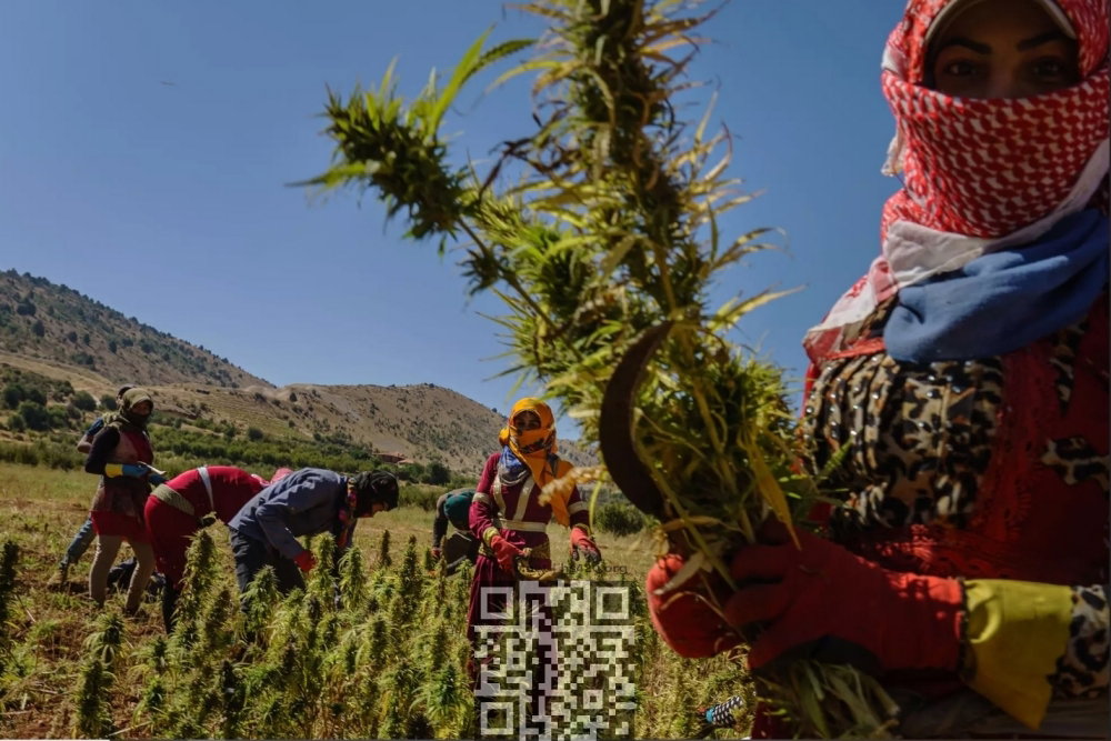 lebanon-cannabis-harvest.jpg