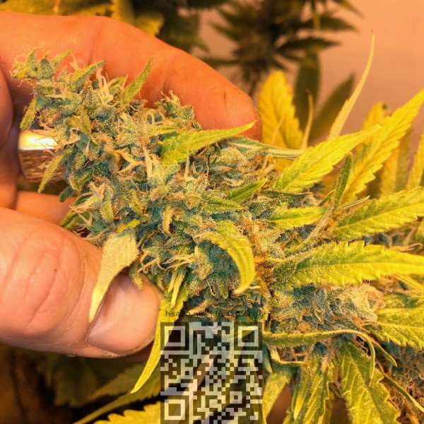 lemon-skunk-flower.jpg