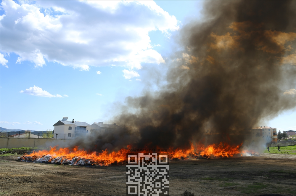 lice-cannabis-burning-houses.png