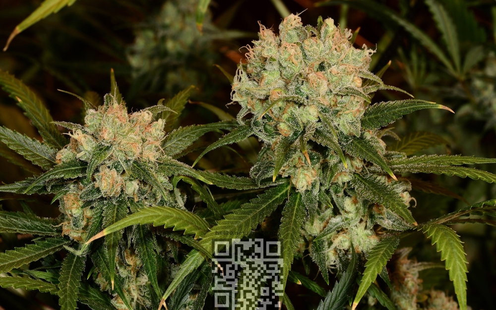 northern-lights-growing.jpg