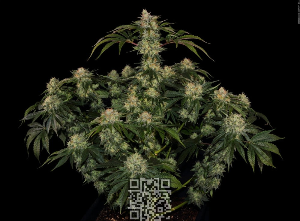 og-kush-cbd-cannabis.jpg
